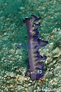 Umbellula monocephalus Pennatule-Periclimenes magnificus Liwutonkidi Island 2-21m-20180604-Denis-ADER-DSC_3989_tn